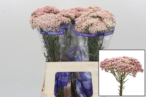 Ozothamnus 'Cooks Tall Pink'