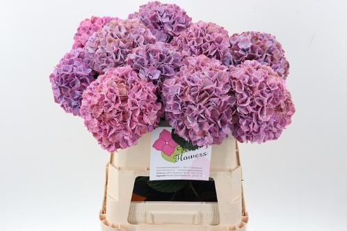 Hydrangea macrophylla Magical Sweet Ruby