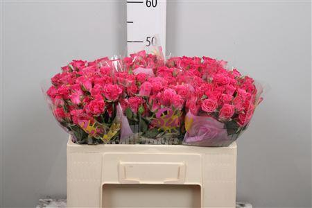 Rosa tros Lianne