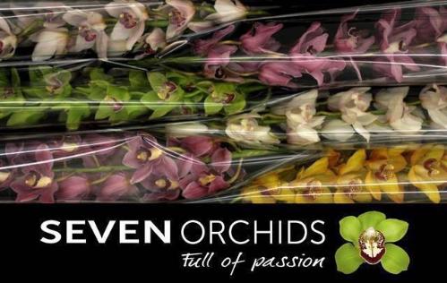 Cymbidium grootbloemig per tak gemengd