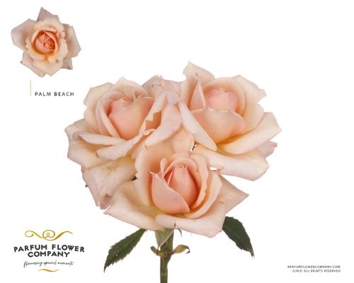 Rosa tros overig