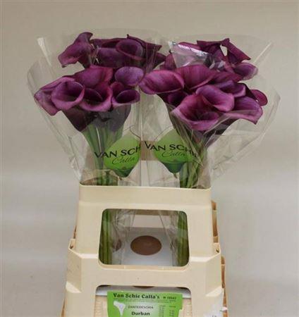 Zantedeschia 'Durban'