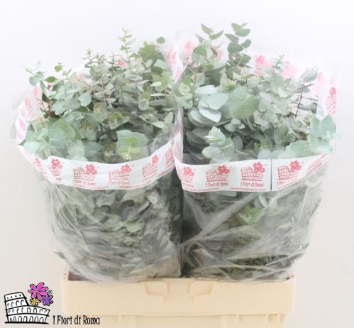 Eucalyptus per bos bridgesiana