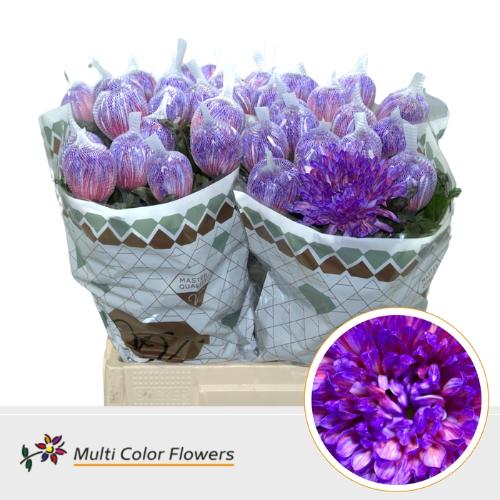 Chrysanthemum (Indicum Grp) geplozen Antonov kleurbehandeld H%
