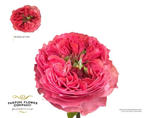 Rosa grootbloemig Middleton!