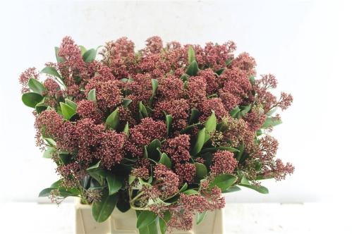 Skimmia per bos japonica 'Rubella'