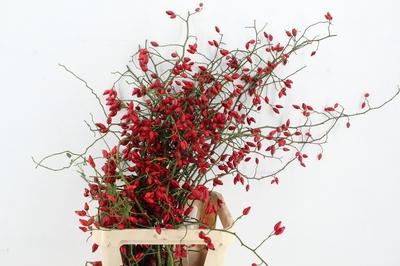Rosa 'Zaffiro' (rozenbottel)