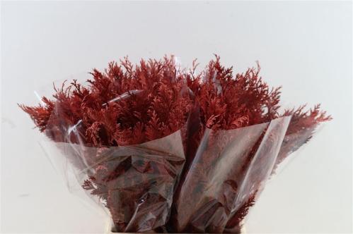 Decoratiegroen kleurbehandeld H%