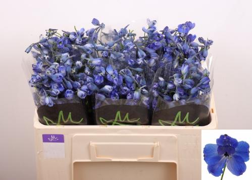 Delphinium enkelbloemig cultorum Bella Andes Azure