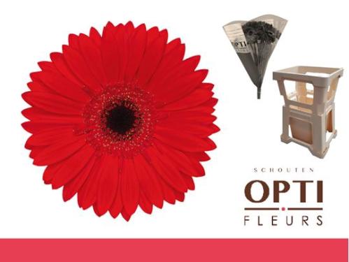 Gerbera grootbloemig 'Blinddate'