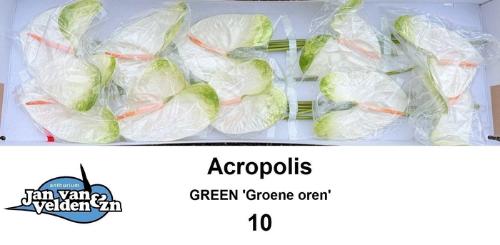 Anthurium Andreanum Grp 'Acropolis'