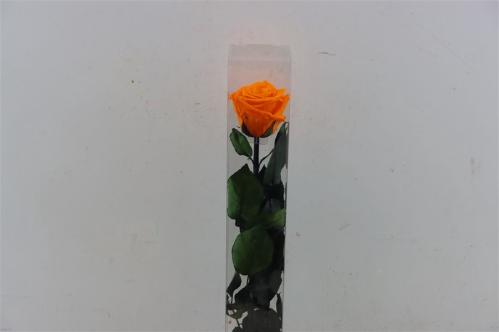 Rosa grootbloemig kleurbehandeld H%