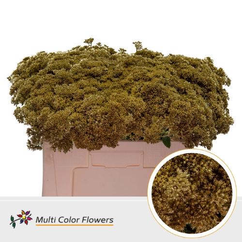 Sedum kleurbehandeld H%