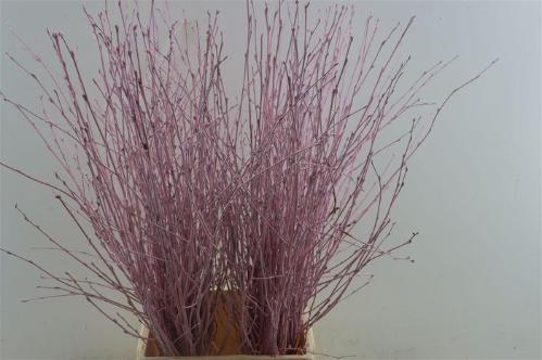 Betula kleurbehandeld H%