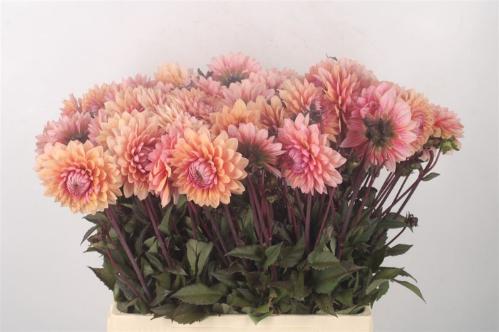Dahlia (Decorative Grp) 'Sweet Sanne'