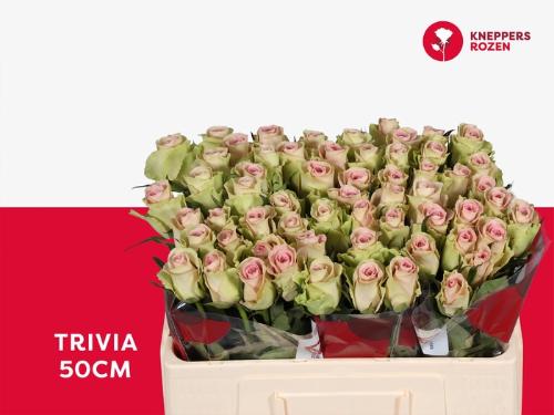 Rosa grootbloemig Trivia