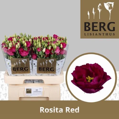 Eustoma russellianum gevuldbloemig 'Rosita Red'