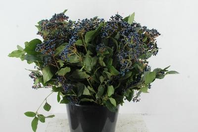 Viburnum tinus per stuk overig