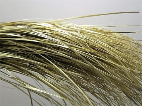 Xerophyllum tenax Beargrass kleurbehandeld per bos H%