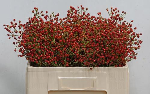Rosa Floribunda Grp 'Autumn Splash' (rozenbottel)