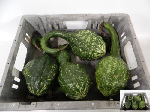 Cucurbita