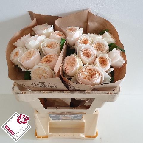 Rosa grootbloemig Emma Woodhouse