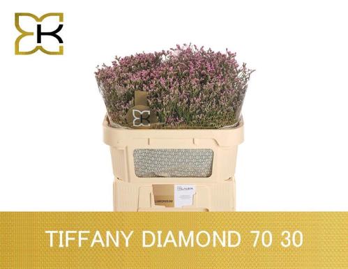 Limonium sinense Tiffany Diamond