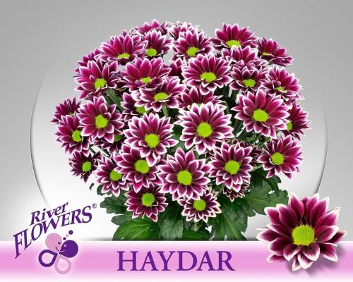 Chrysanthemum Indicum Grp tros kas Haydar