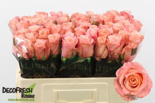 Rosa grootbloemig Maureen