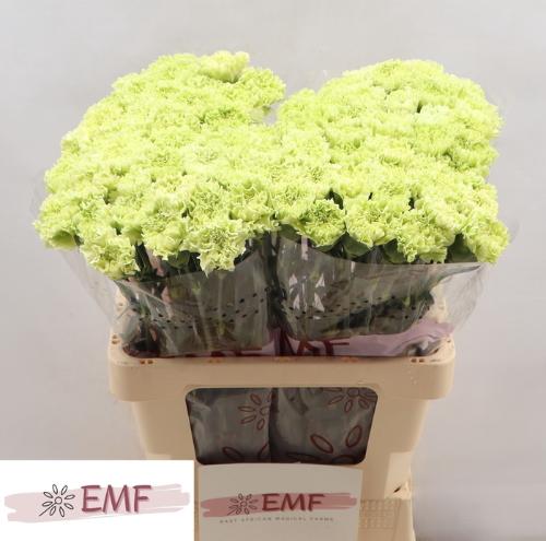 Dianthus standaard Goblin