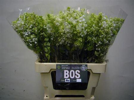 Syringa vulgaris 'Madame Florent Stepman' per bos