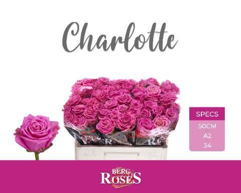 Rosa grootbloemig Tantau’s Charlotte