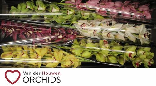 Cymbidium grootbloemig per tak gemengd