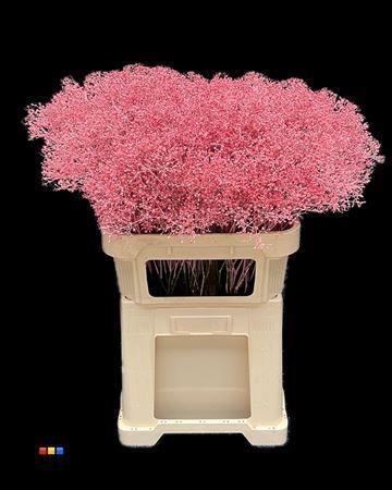 Gypsophila overig kleurbehandeld H%
