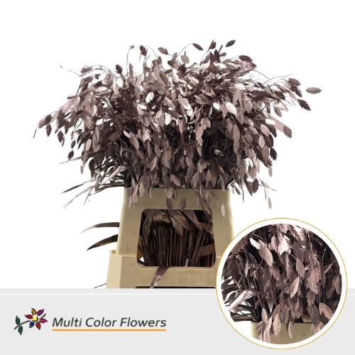 Siergras kleurbehandeld H%