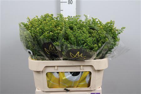 Solidago Carzan Glory