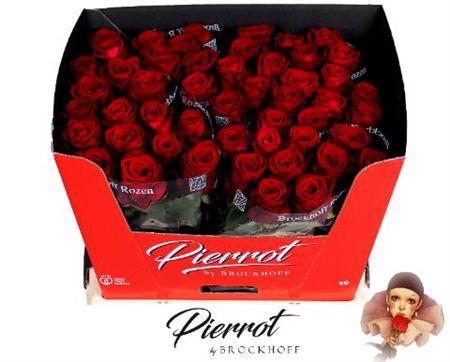 Rosa grootbloemig Red Naomi!