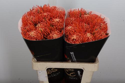 Leucospermum overig