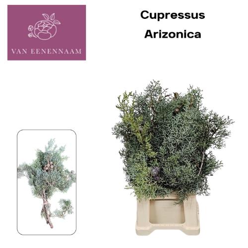 Cupressus arizonica