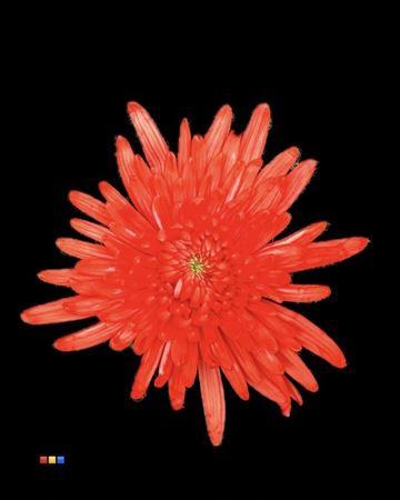 Chrysanthemum (Indicum Grp) geplozen Topspin kleurbehandeld H%