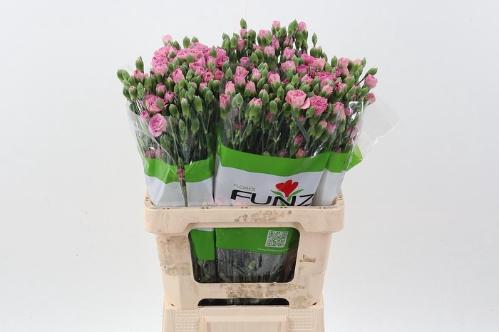 Dianthus tros overig