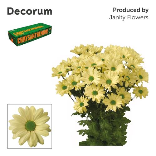 Chrysanthemum (Indicum Grp) tros Kennedy Cream