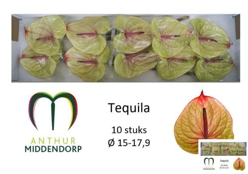 Anthurium (Andreanum Grp) Tequila