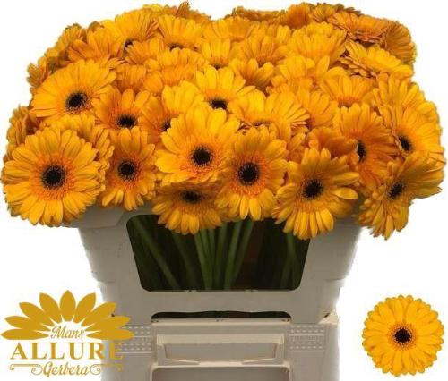 Gerbera mini 'Bondi Beach'