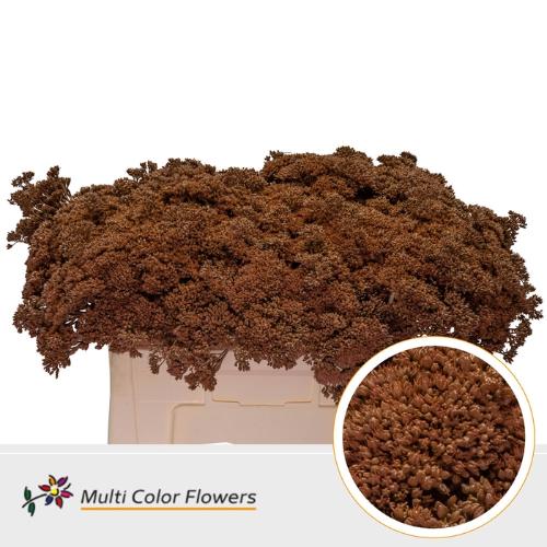 Sedum kleurbehandeld H%