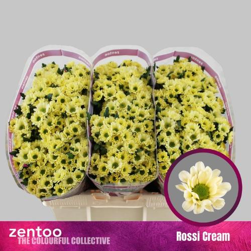 Chrysanthemum Indicum Grp tros santini Rossi Cream