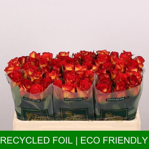 Rosa grootbloemig Catch