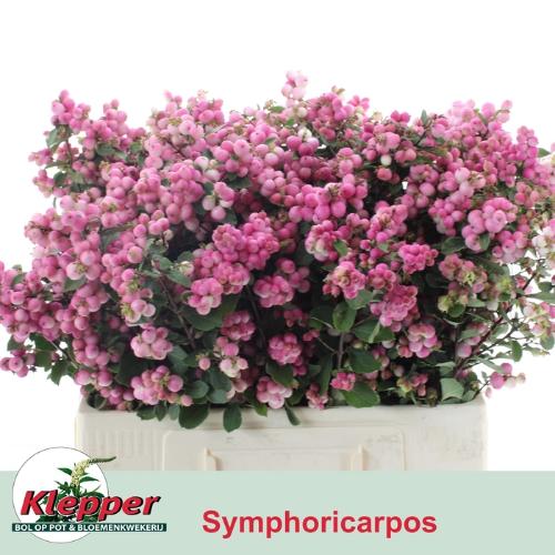 Symphoricarpos (Pink Berry Grp) Magical Ruby Falls
