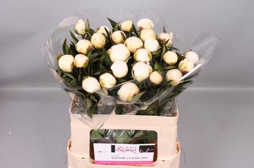 Paeonia Lactiflora Grp 'Mme Claude Tain'
