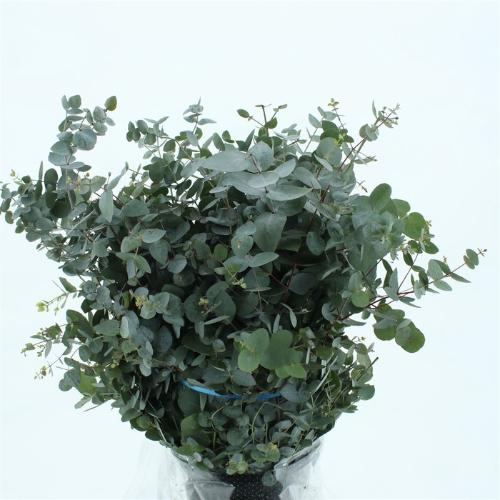 Eucalyptus per bos cinerea